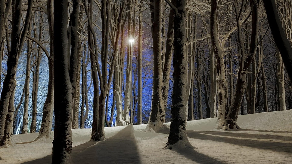 snow-covered trees, nature, trees, forest, branch HD wallpaper