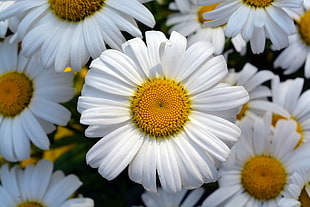 daisy flowers HD wallpaper