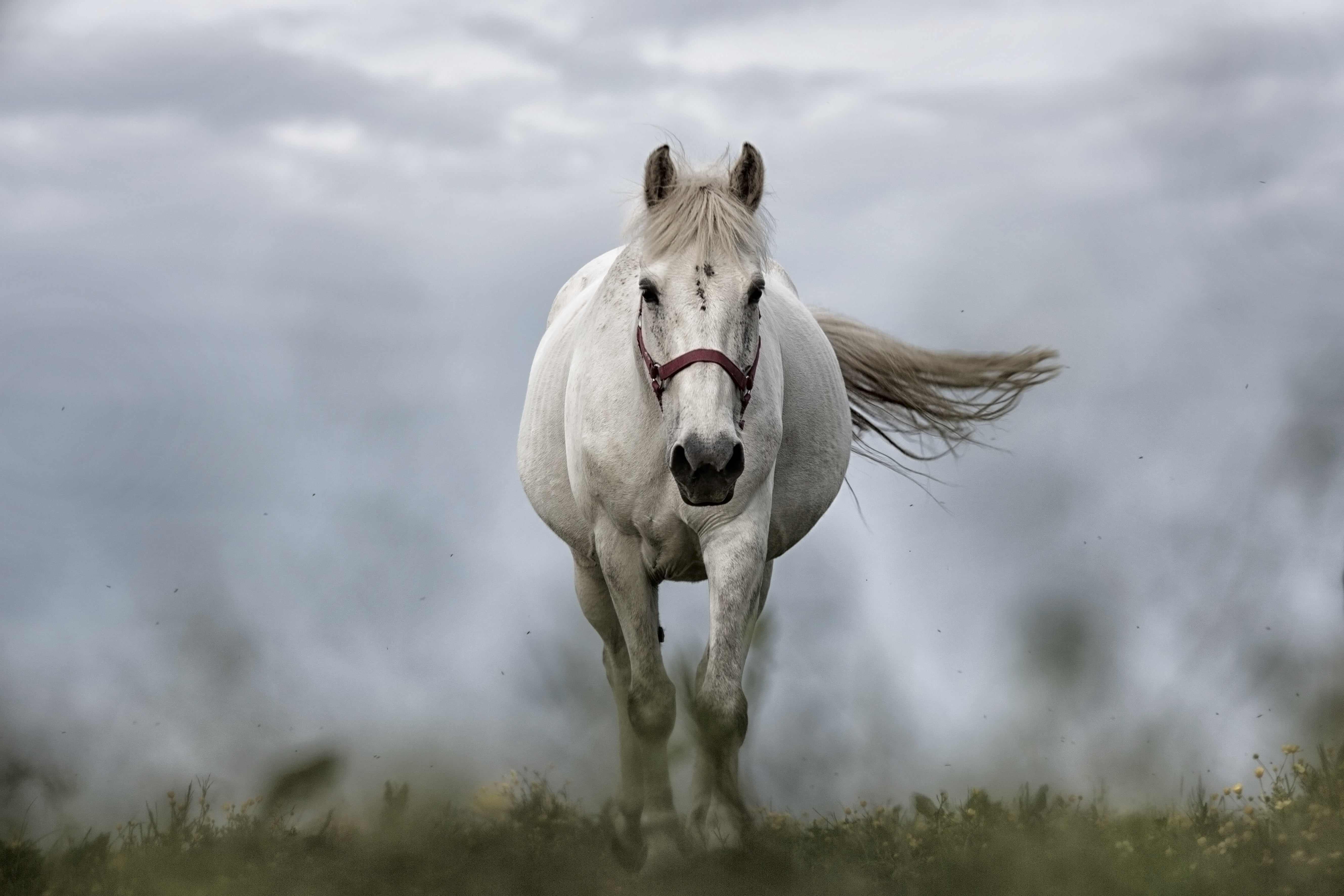 httpswhite horse running on grass field wallpaper 25937