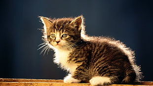 brown tabby kitten, kittens, baby animals, animals, cat HD wallpaper
