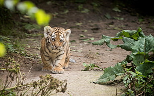 brown and black tiger cub, animals, tiger