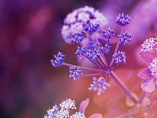 purple petaled flower in closeup photography HD wallpaper