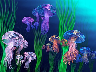 jellyfishes illustration HD wallpaper