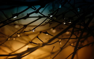raindrops in tree branches