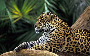 Leopard lay on brown woods