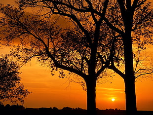 silhouette of two black trees during sunset
