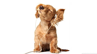 golden retriever puppy wearing white earbuds