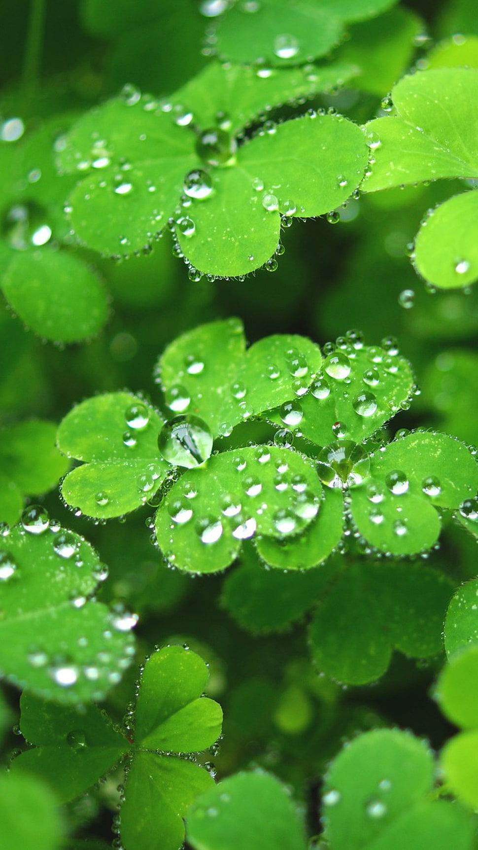 rain drops, leaves HD wallpaper