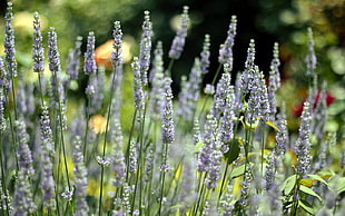 purple Lavender flower field at daytime
