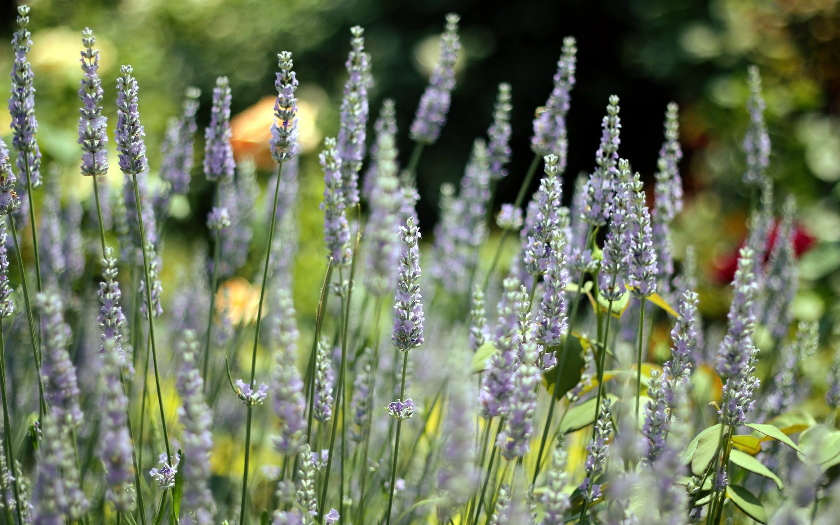 purple Lavender flower field at daytime