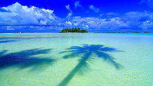 green leafed tree, island, sea, palm trees, sky