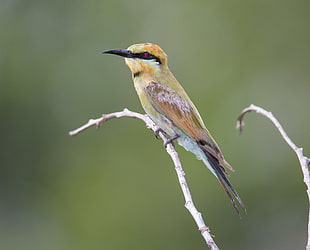 Green Bee-eater bird, rainbow bee-eater