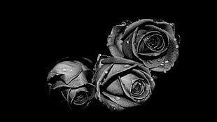 grayscale photography of roses, monochrome, rose, flowers, water drops