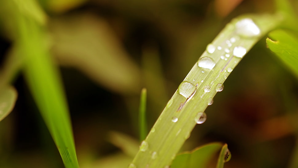 selective focus photography of green leaf with water dew HD wallpaper