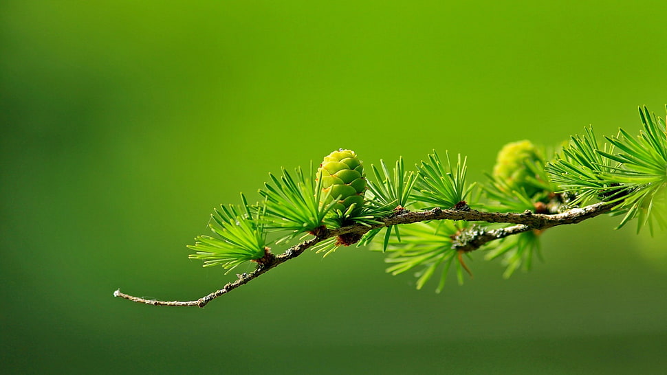 conifer, cones, macro, blurred HD wallpaper