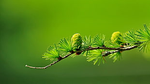 conifer, cones, macro, blurred