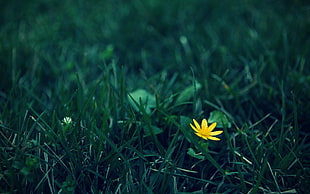 yellow flower on grass photography HD wallpaper