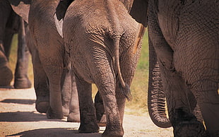 four gray elephants walking at daytime