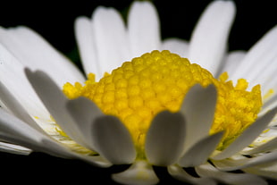 macro Photography of Daisy flower HD wallpaper