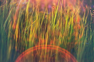 green grass, nature, grass, lens flare, field HD wallpaper