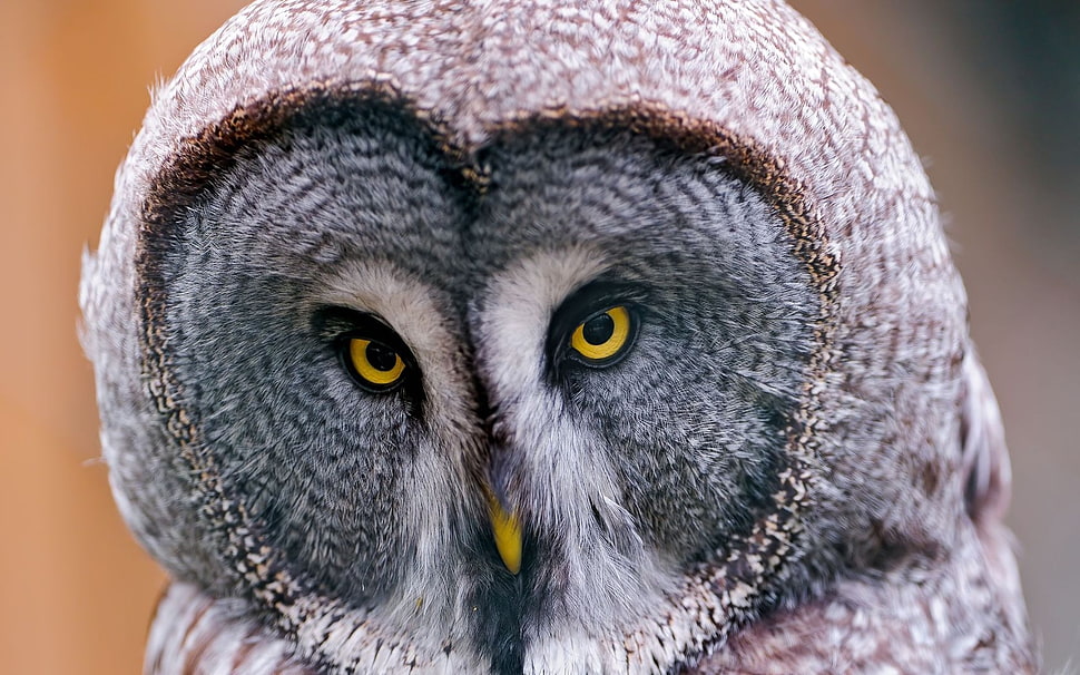 selected photography of grey owl HD wallpaper