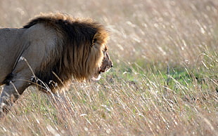 brown lion on brown glass field HD wallpaper