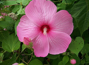 pink hibiscus flower in close up photography