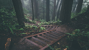 photo of brown wooden stairs and trees