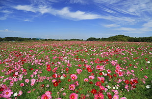 Cosmos flower field photo during daytime HD wallpaper