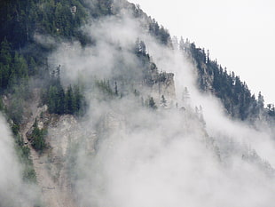 forest mountain covered by fog during daytime