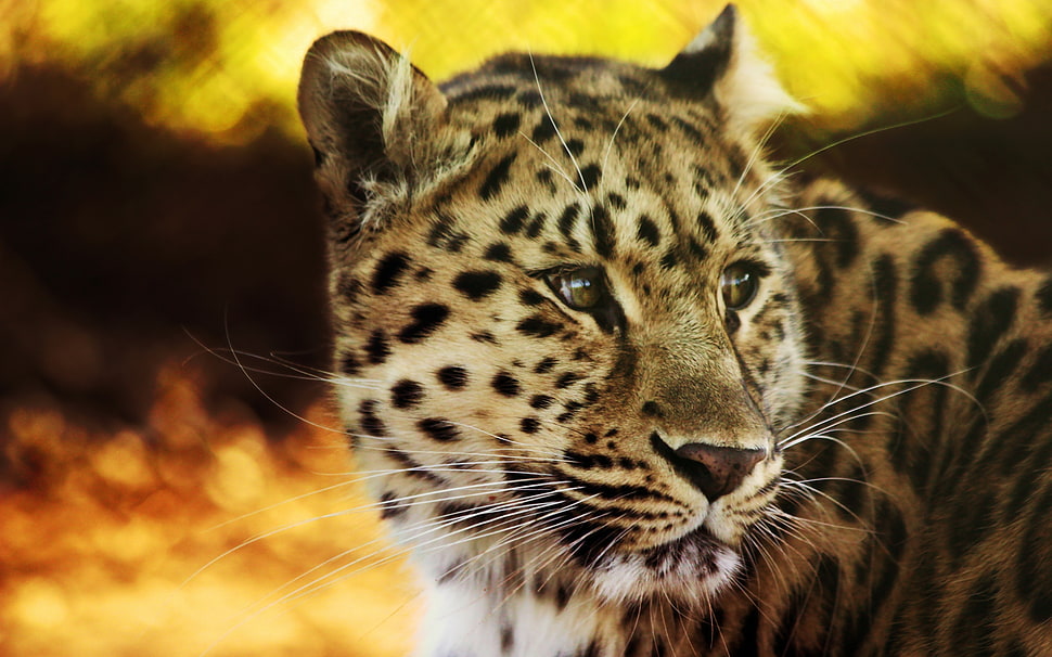 Leopard photo decor HD wallpaper