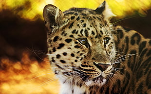 Leopard photo decor HD wallpaper