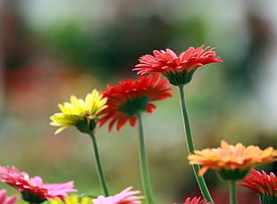 selective focus of Gerbera daisy during daytime