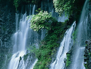 white and green leaf plant, waterfall