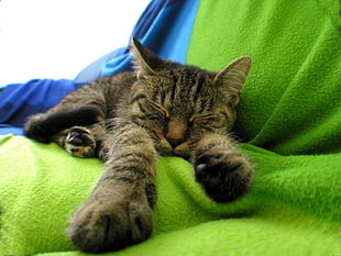shallow focus photography of brown Tabby kitten