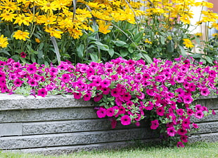 purple Impatiens flowers near yellow Daisy flowers at daytime HD wallpaper
