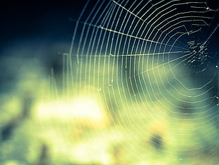 closeup photo of spider web
