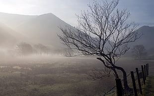 bare tree beside mountain during daytime