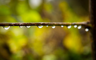 macro, nature, water drops