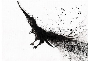 black bird sketch, raven, birds, monochrome