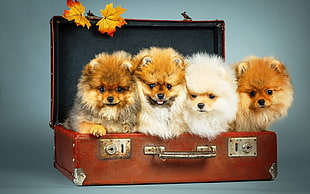 four short-coated tan and white puppies in brown briefcase