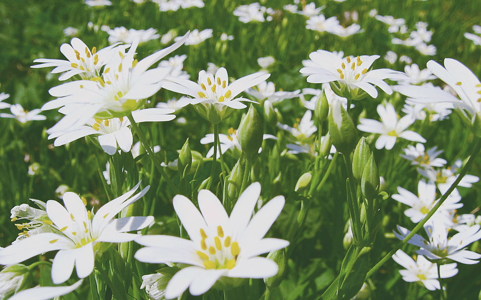 white lilies, flowers HD wallpaper
