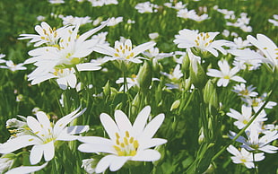 white lilies, flowers