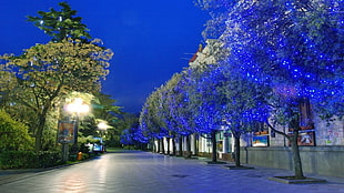 photography of green trees with blue string lights