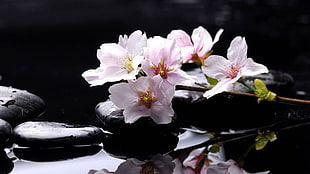 white-and-pink petaled flower on body of water and black stones close-up photography