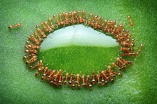 microscopic photo of ants HD wallpaper