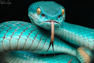 green cobra, photography, animals, snake HD wallpaper