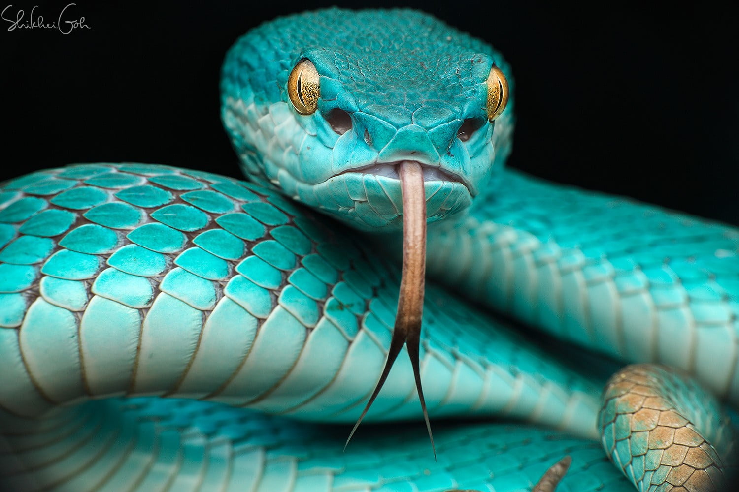 green cobra snake