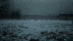 water droplet, rain, water, water drops