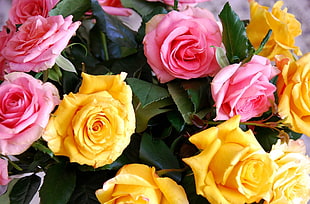 yellow and pink Roses in bloom close-up photo